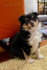 Šeltie/sheltie - Tricolor pejsek s PP