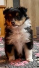 Šeltie/sheltie - Tricolor pejsek s PP