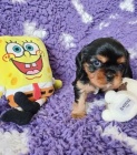 Kavalír king charles spaniel štěňátka s PP