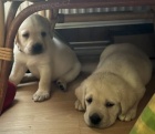 Labrador retriver s PP (smetanová)