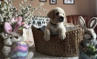 Labrador retriver s PP (smetanová)