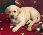 Labrador retriver s PP (smetanová)