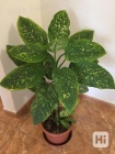 Difenbachie, vzrostlé, dekorativní