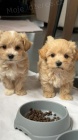 Maltipoo štěňata